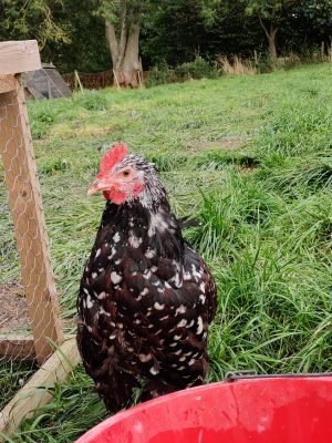 Hillcrest Farm Project